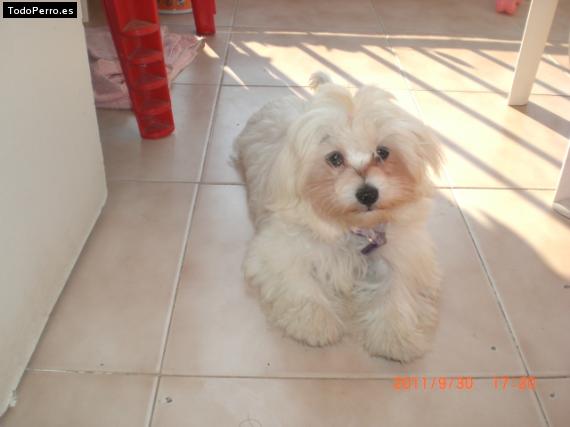 La foto del perro