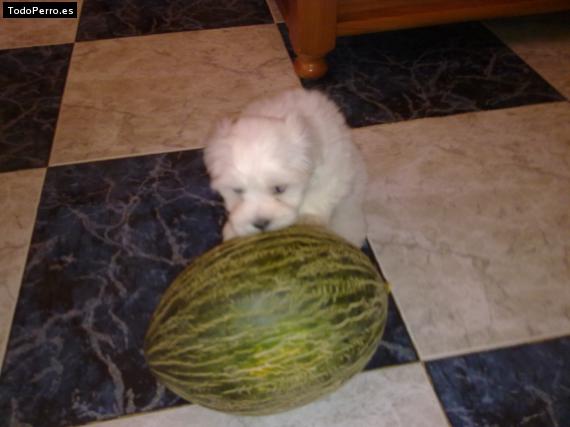 La foto del perro