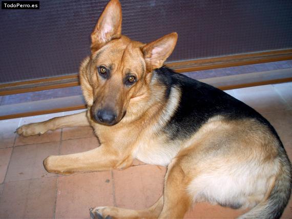 Foto del perro Izar