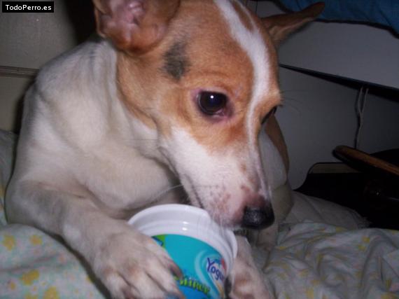 La foto del perro
