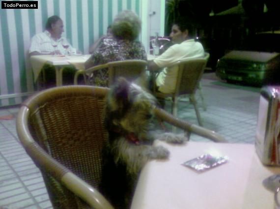 La foto del perro