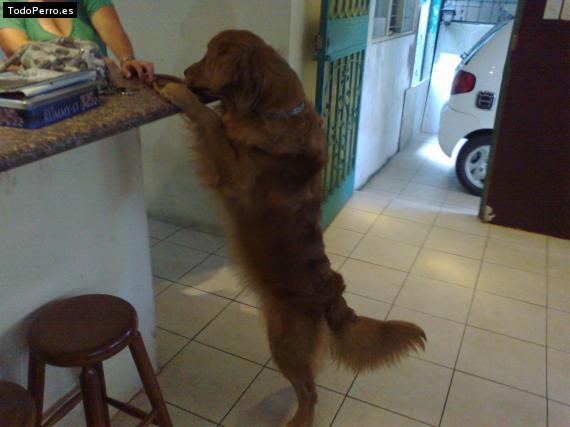 La foto del perro