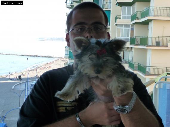 La foto del perro