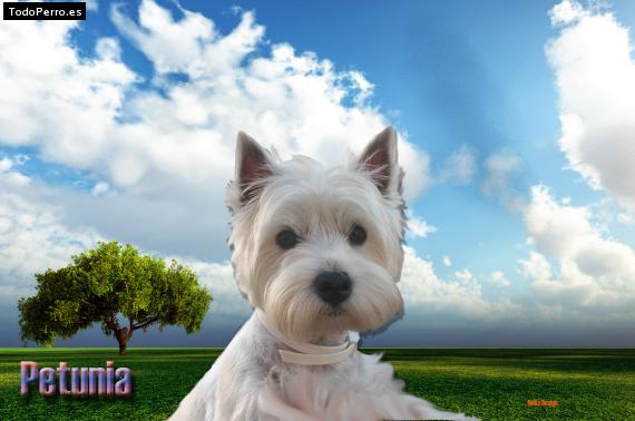 La foto del perro