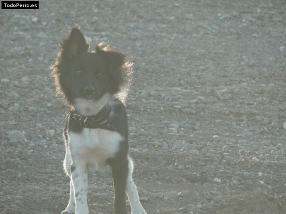 Foto del perro Ron