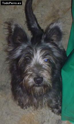Foto del perro Roller