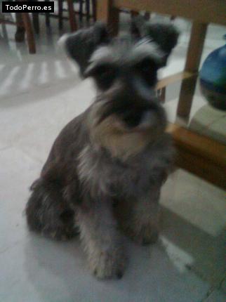 La foto del perro