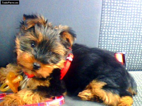 La foto del perro Kiko Foto del perro Kiko