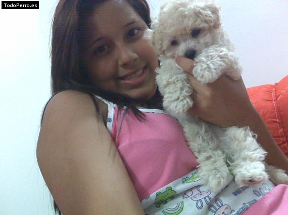 Foto del perro Tobby