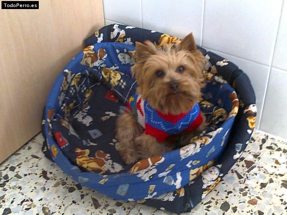 La foto del perro
