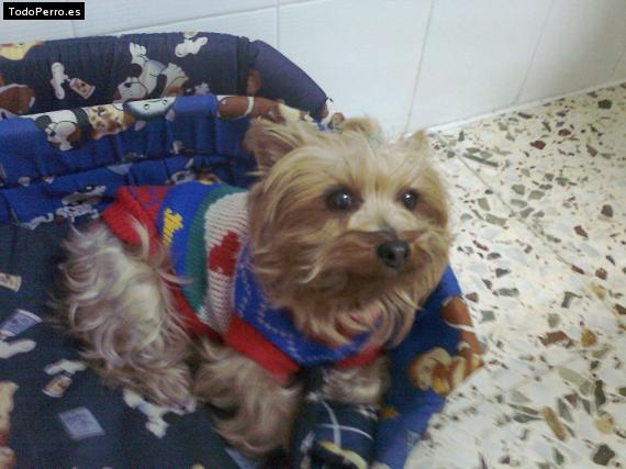 La foto del perro