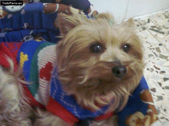 La foto del perro