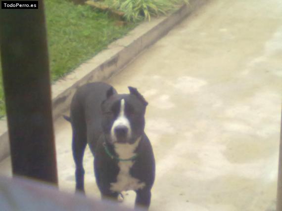 Foto del perro Rocko