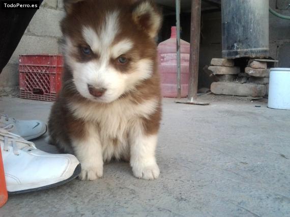 Foto del perro Roberto