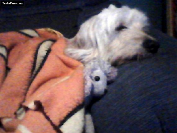 La foto del perro