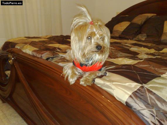 La foto del perro