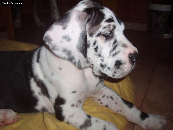 La foto del perro