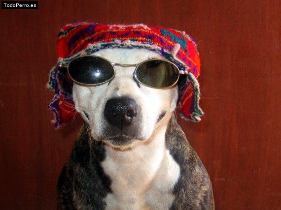 Foto del perro Rayza