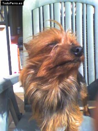 La foto del perro