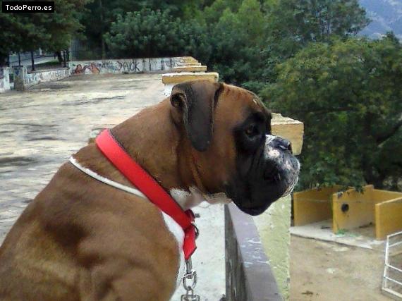La foto del perro