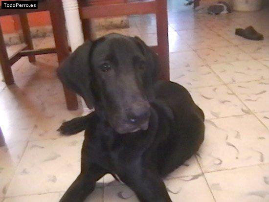 Foto del perro Tyson