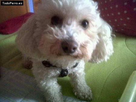 La foto del perro Jonas Foto del perro Jonas