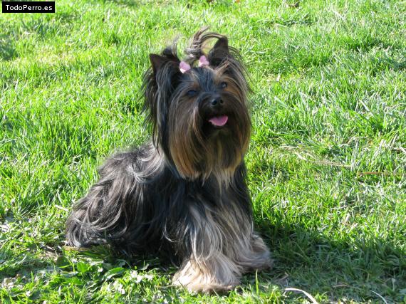 La foto del perro