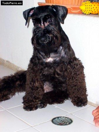 Foto del perro Baco