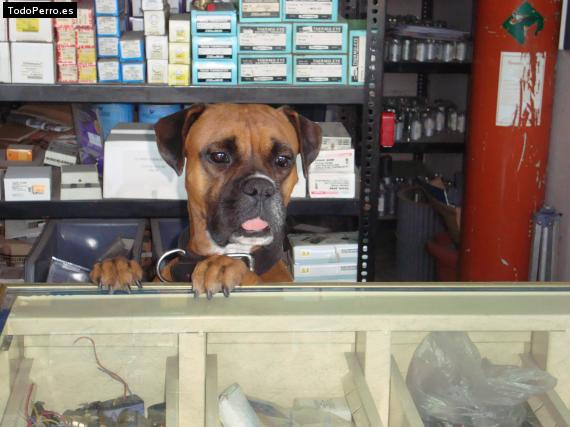 La foto del perro
