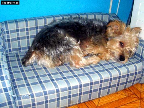 La foto del perro Simba Foto del perro Simba