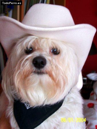Foto del perro Idefix