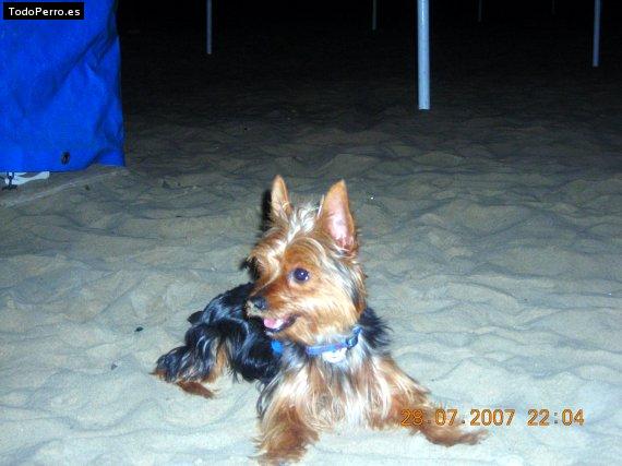 La foto del perro Lukas Foto del perro Lukas