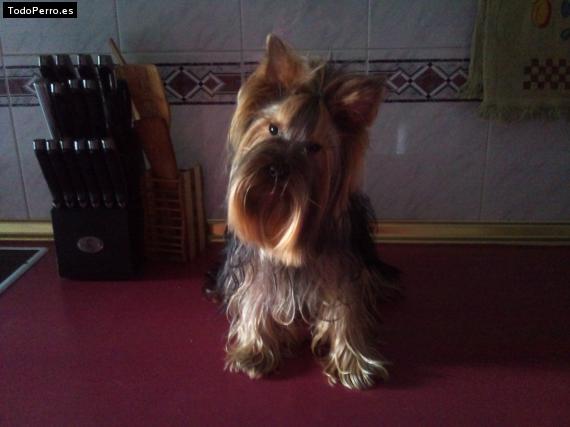 La foto del perro