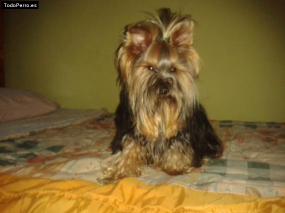 La foto del perro