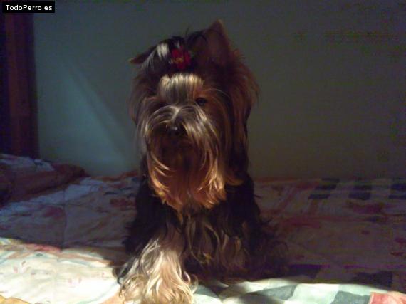 La foto del perro