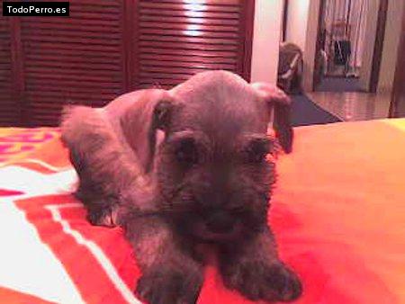 Foto del perro Sarabi