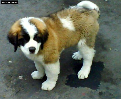Foto del perro Barry
