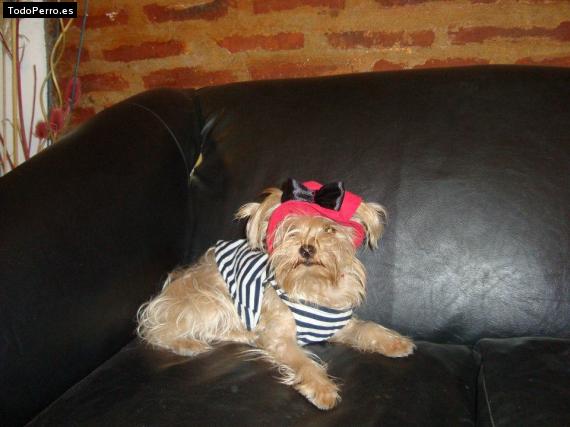 La foto del perro