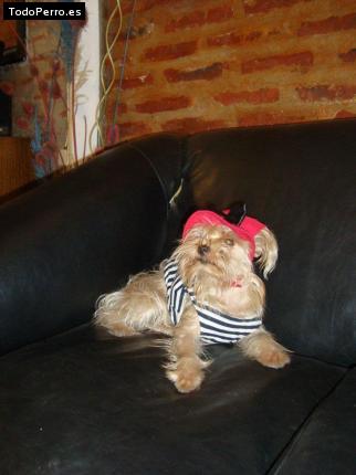 La foto del perro