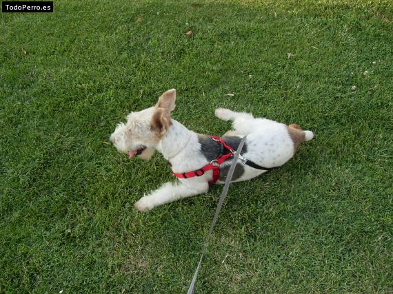 La foto del perro