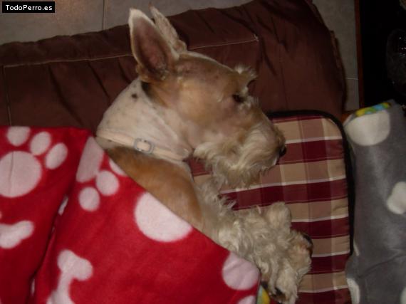La foto del perro