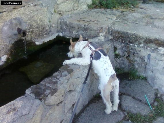 La foto del perro