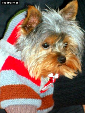 La foto del perro Cooper Foto del perro Cooper