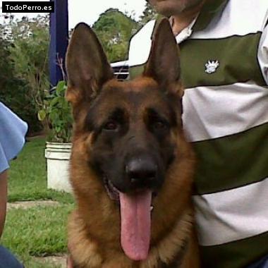 Foto del perro Hugo