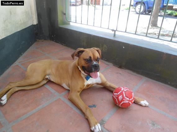 Foto del perro Rockoo
