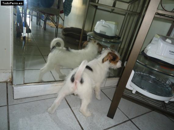 Foto del perro Cosa