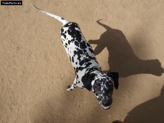 La foto del perro