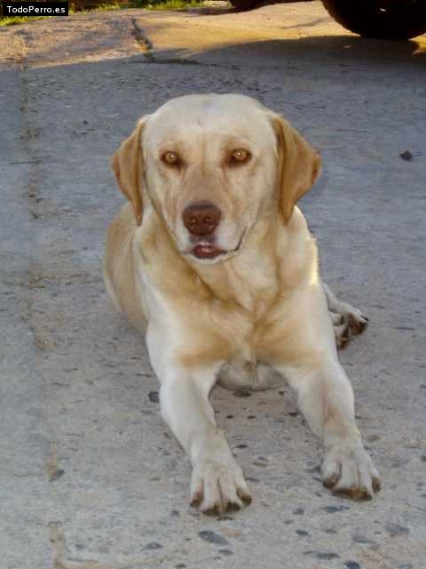 Foto del perro Simba