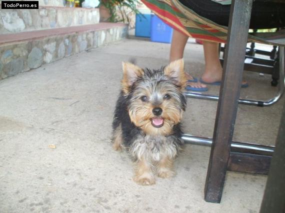 Foto del perro Lucho