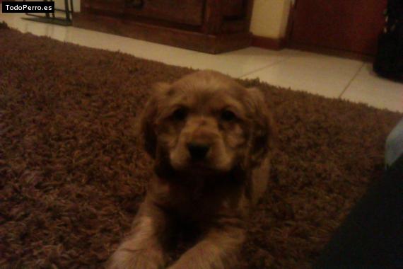 Foto del perro Nico
